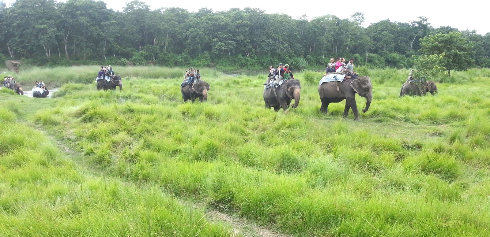 wildlife of Nepal