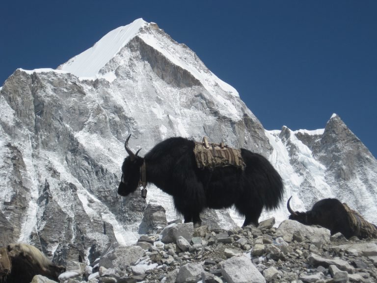 Yaks use for caravan in Everest region