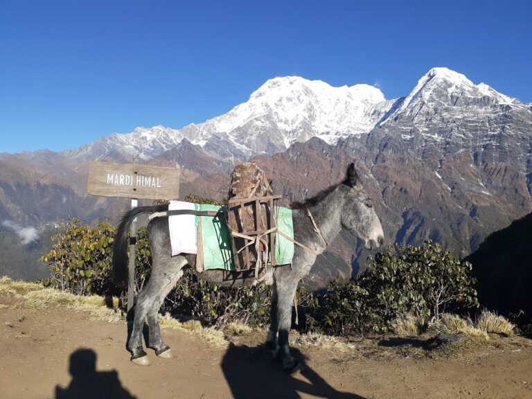 A mule transporting goods in the mountains.