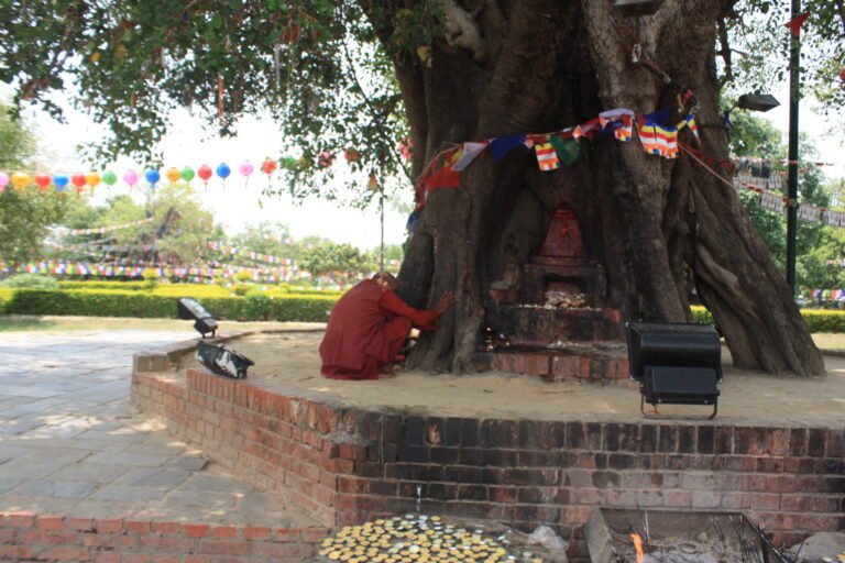 Badhu tree