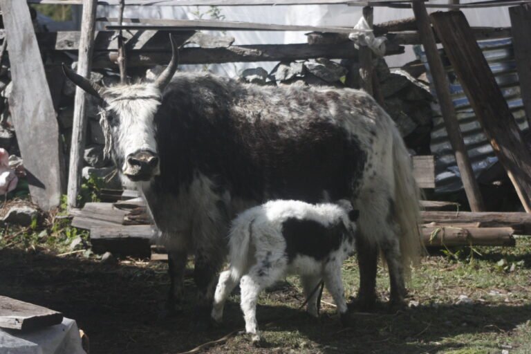 yak trek