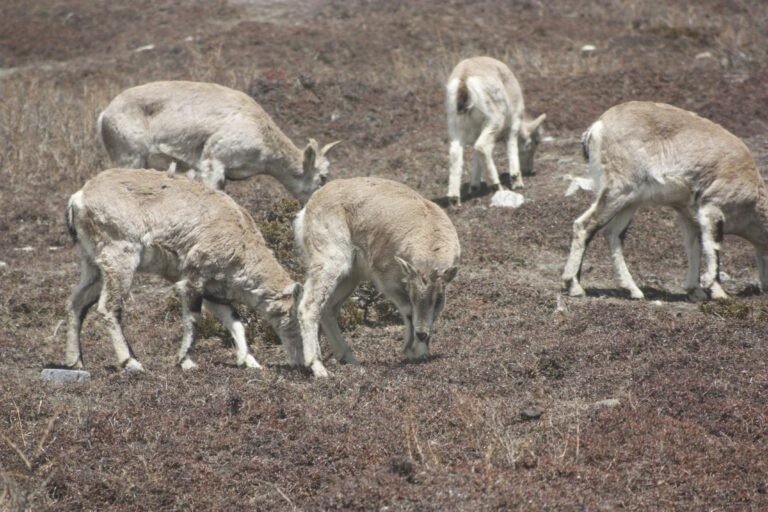 wildlife trek