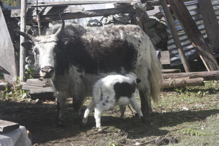 Langtang Trek